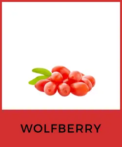 Wolfberry (Bayas de Goji)