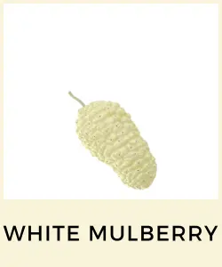 White Mulberry (Mora Blanca)