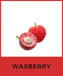 Waxberry (Yangmei)