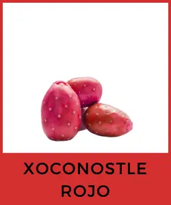 Xoconostle Rojo (Opuntia joconostle)