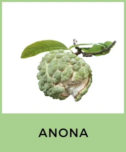 Anona