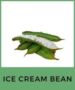 Ice Cream Bean