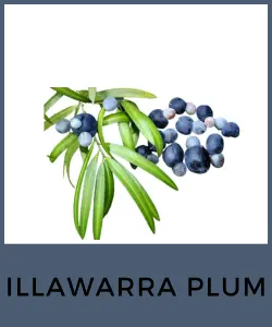 Illawarra Plum