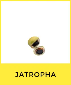 Jatropha