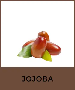 Jojoba