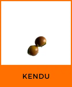 Kendu (Cinnamon Tree Fruit)