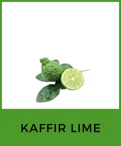 Kaffir Lime (Lima Kaffir)