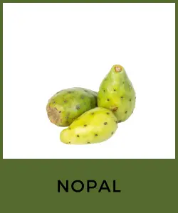 Nopal