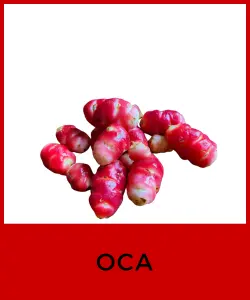 Oca