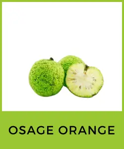 Osage Orange (Maclura pomifera)