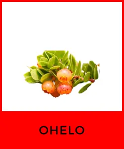 Ohelo