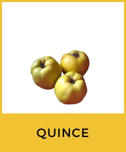 Quince (Cydonia oblonga)