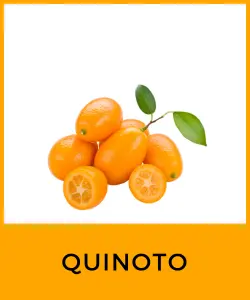 Quinoto (Kumquat)