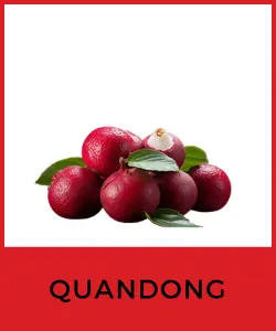 Quandong (Spondias australis)