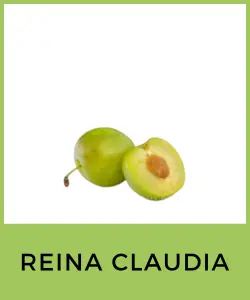 Reina Claudia (Prunus domestica)