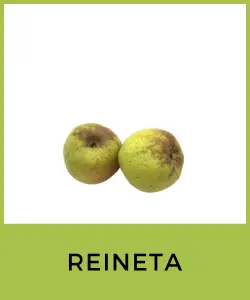 Reineta (Malus domestica)