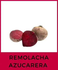 Remolacha Azucarera (Beta vulgaris)