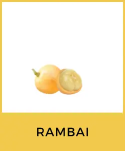 Rambai (Baccaurea ramiflora)