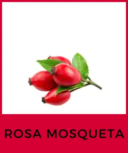 Rosa Mosqueta (Rosa rubiginosa)