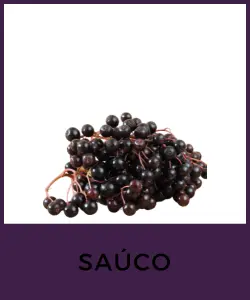 Saúco (Sambucus nigra)