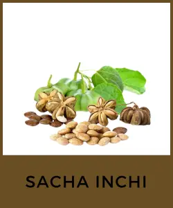 Sacha Inchi (Plukenetia volubilis)