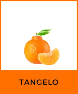 Tangelo (Citrus × tangelo)