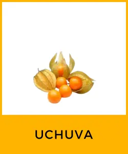 Uchuva (Physalis peruviana)