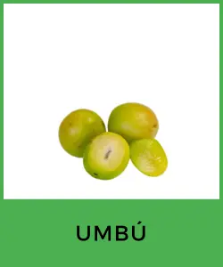 Umbú (Spondias tuberosa)