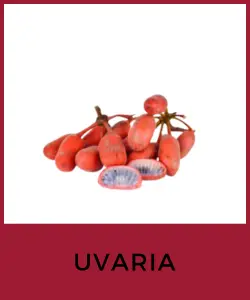 Uvaria (Uvaria rufa)