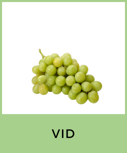 Vid (Vitis vinifera)