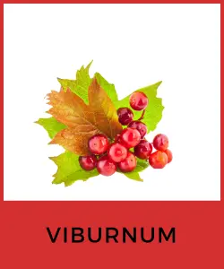 Viburnum (Viburnum spp.)