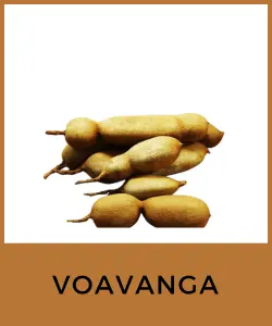 Voavanga (Tamarindus indica)