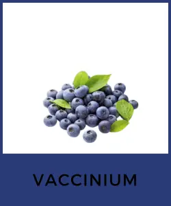 Vaccinium (Vaccinium spp.)