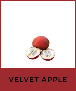 Velvet Apple (Diospyros lotus)