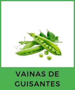 Vainas de Guisantes (Pisum sativum)