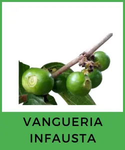 Vangueria infausta