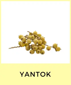 Yantok