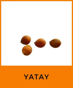 Yatay (Butia capitata)