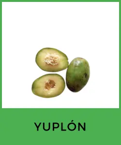 Yuplón (Pouteria viridis)