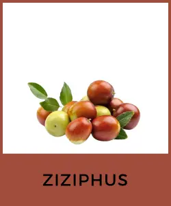 Ziziphus (Ziziphus jujuba)