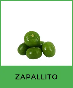 Zapallito (Cucurbita pepo)