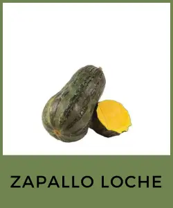 Zapallo Loche (Cucurbita moschata)