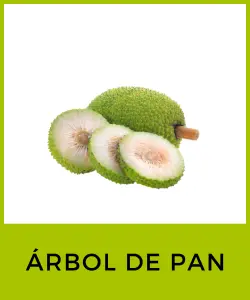 Árbol de pan