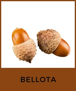 Bellota