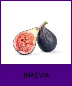 Breva