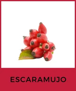 Escaramujo (Rosa mosqueta)