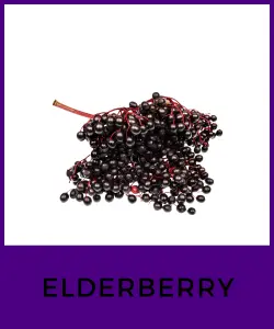 Elderberry (Saúco)