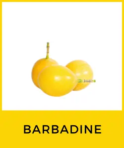 Barbadine