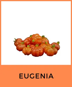 Eugenia