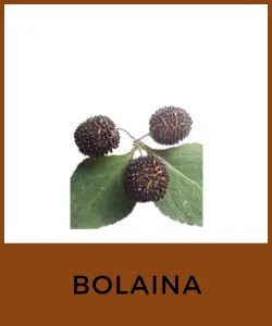 Bolaina